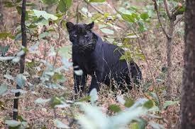 విశాఖ జూకు నాలుగు దశాబ్దాల తర్వాత అరుదైన అతిథి 