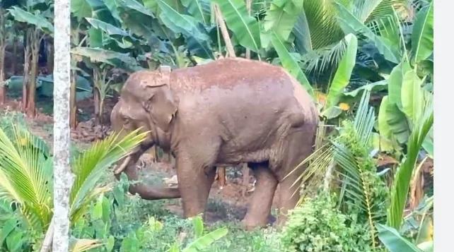 T.N. Forest Dept. launch probe as camp elephant collapses and dies