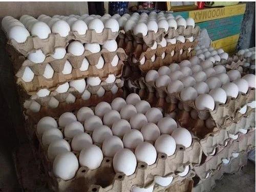 Andhra Pradesh Leads India in Egg Production