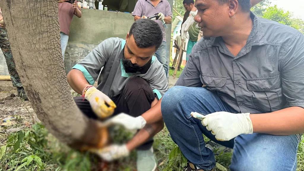 Snare Trap Leaves Assam Elephant Seriously Injured; Forest Team Carries Out Swift Rescue