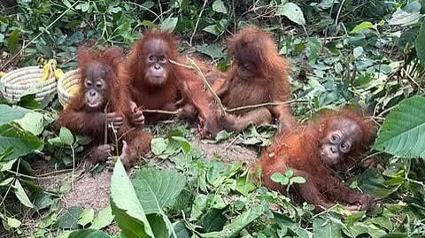 Five Baby Orangutans Found in Odisha, Wildlife Officials Probe Their Origin