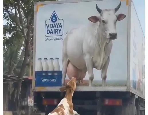 Calf Mistakes 3D Cow for Its Mother.. Heartwarming Krishna Janmashtami Video Wins Hearts Online