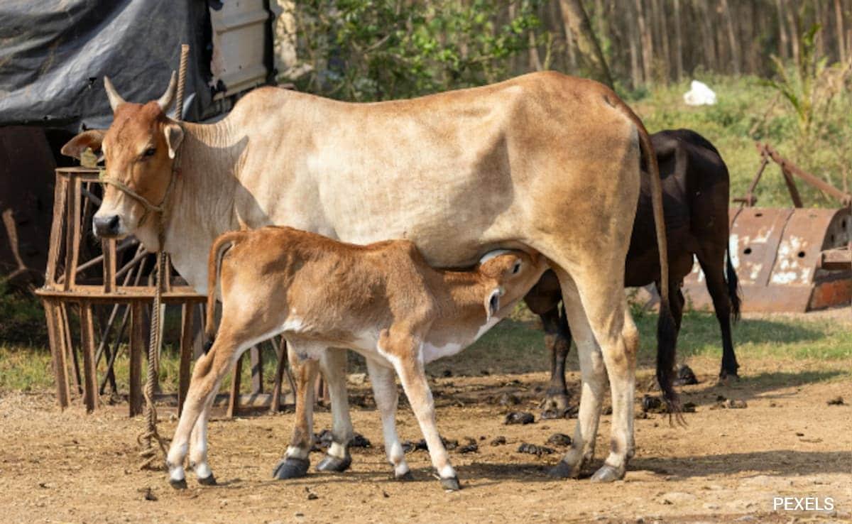 6 Months Jail Or Rs 1,000 Fine: New Animal Slaughter Rules In Bengal