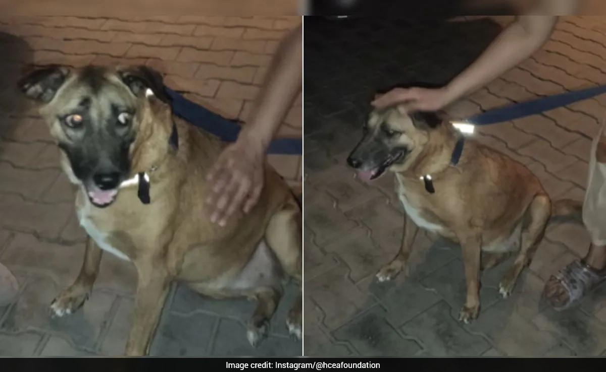 'Kaddu', Beloved Delhi Airport Dog Missing For Months, Found Safe In Dwarka