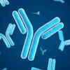 Researchers identify antibodies that may prevent, treat measles infections
