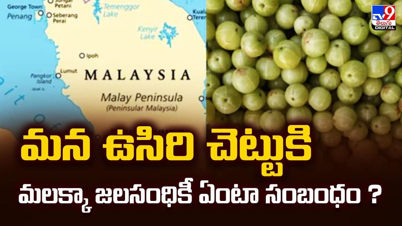 మన ఉసిరి చెట్టుకి.. మలక్కా జలసంధికీ ఏంటా సంబంధం ?