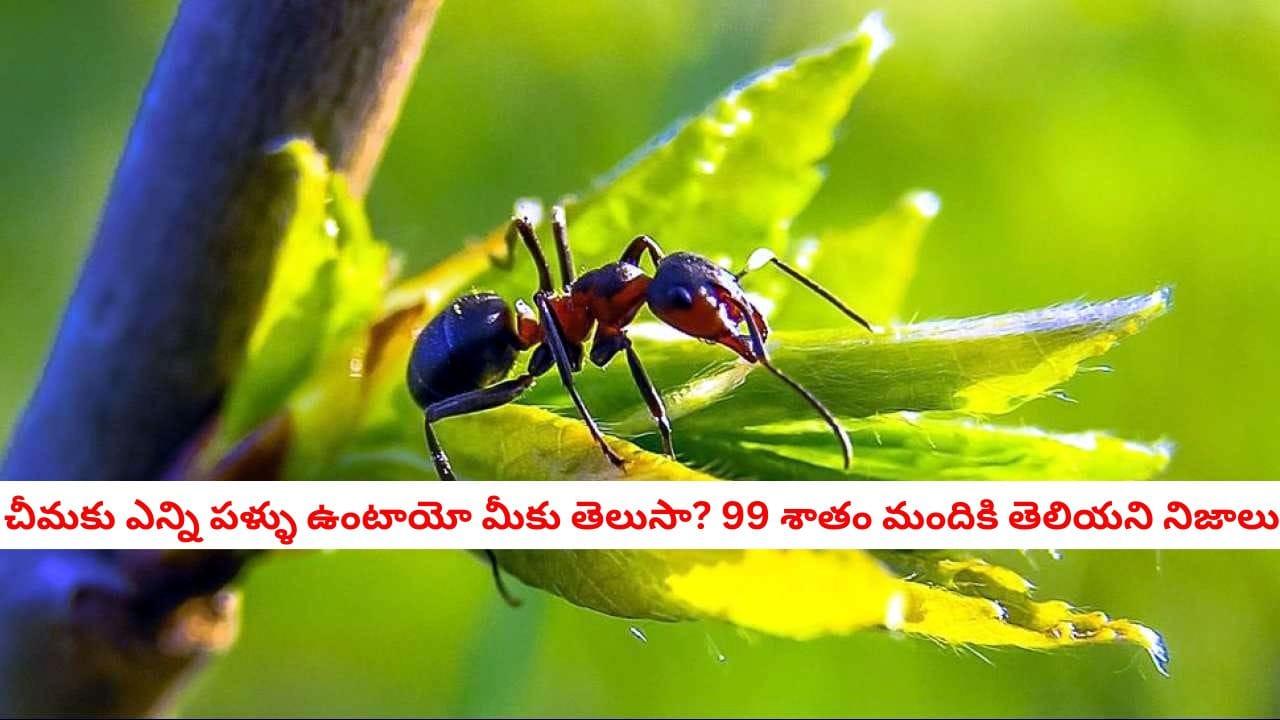 Ant Facts: సర్జికల్ కత్తుల కన్నా పదునైన చీమ పళ్ళు.. ఆ చిన్న జీవికి అంత శక్తి ఎలా వస్తుందో తెలుసా?