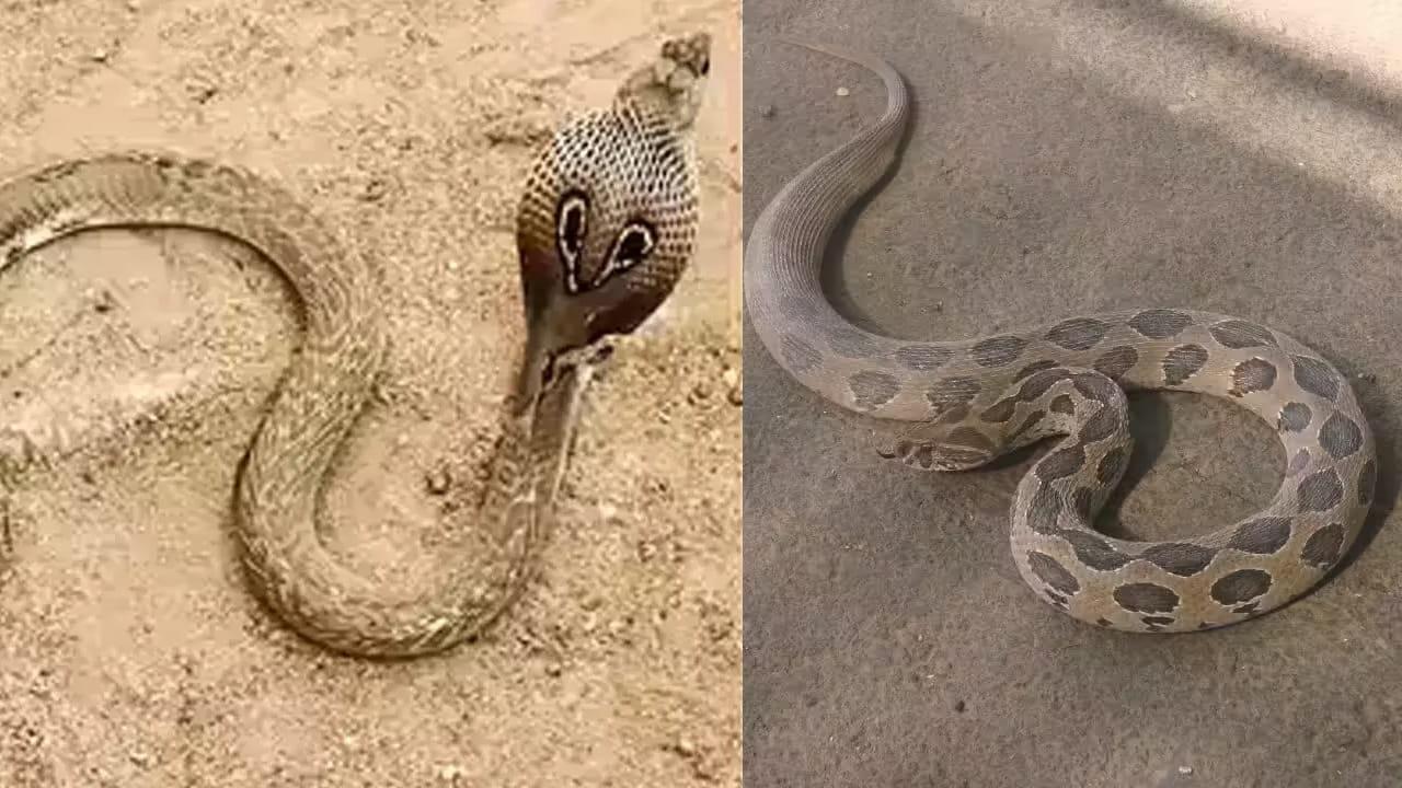 Cobra: నాగుపాముని రక్తపింజరి కరిస్తే నాగుపాము చనిపోతుందా ?