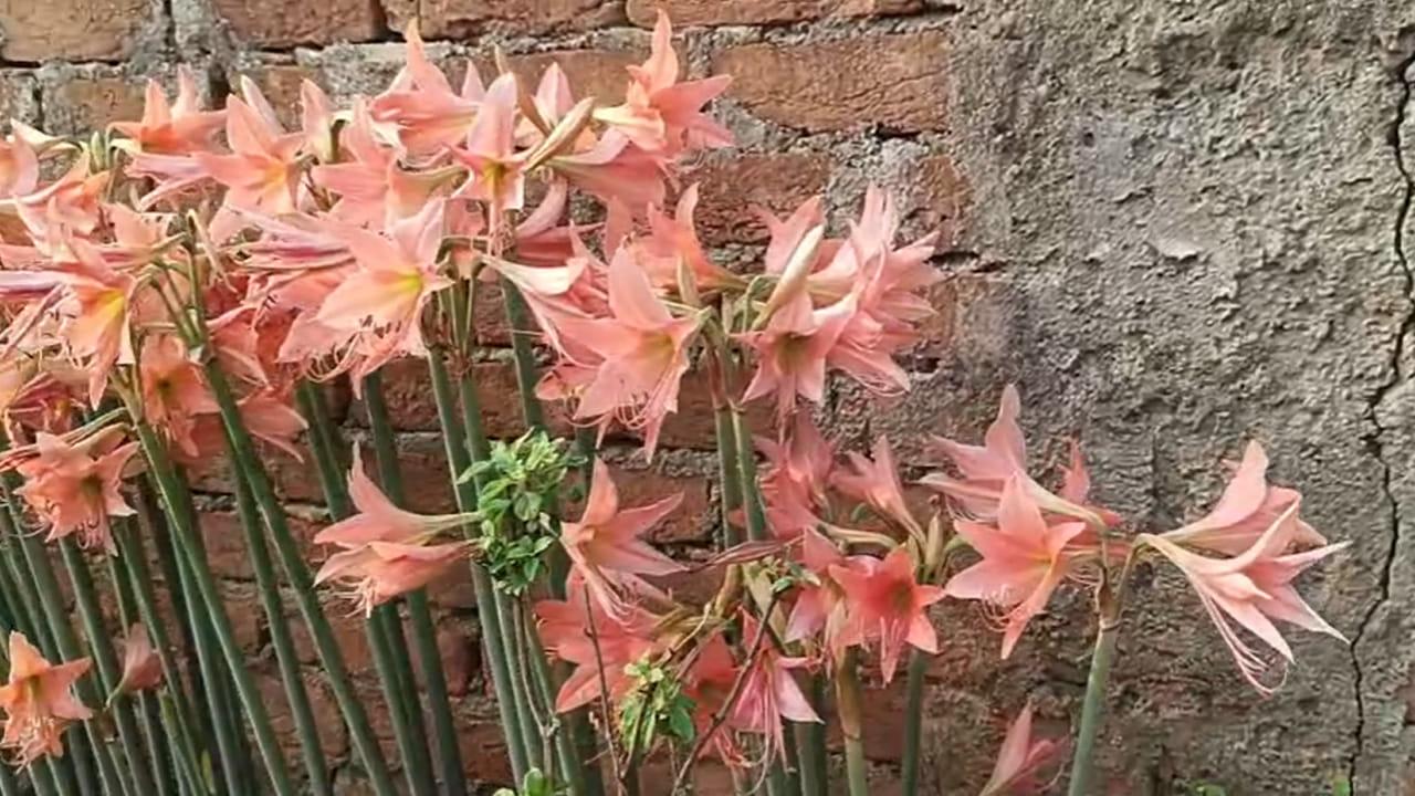 రెండు కళ్లు చాలవు.. ఈ అందమైన పూలను మీరెక్కడైనా చూశారా?