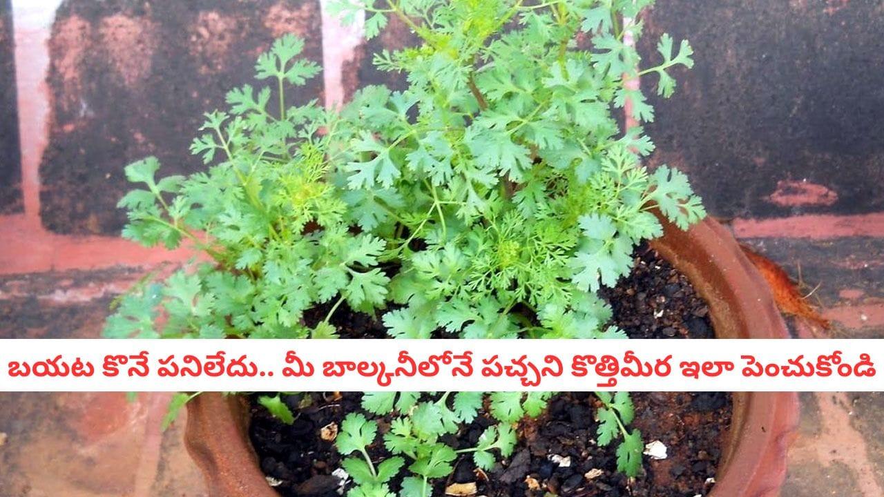 Home Gardening: కొత్తిమీర విత్తనాలు మొలకెత్తడం లేదా? ఈ చిన్న ట్రిక్ పాటిస్తే చాలు.. మీ కుండీ నిండా కొత్తిమీరే!