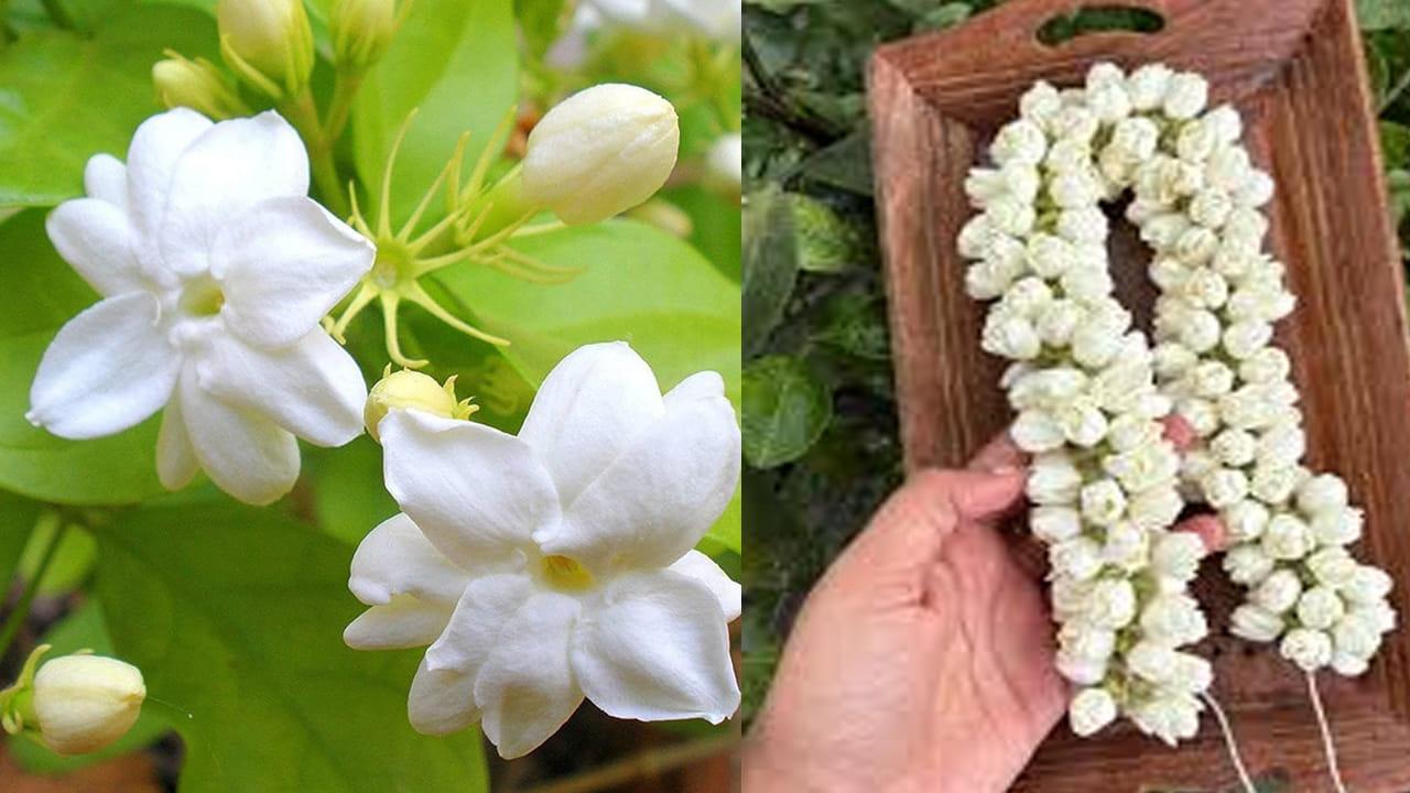 మల్లె పూలు ఎక్కువ రోజులు ఫ్రేష్‌గా ఉండాలంటే..ఈ సింపుల్‌ టిప్స్‌ పాటించండి చాలు..!