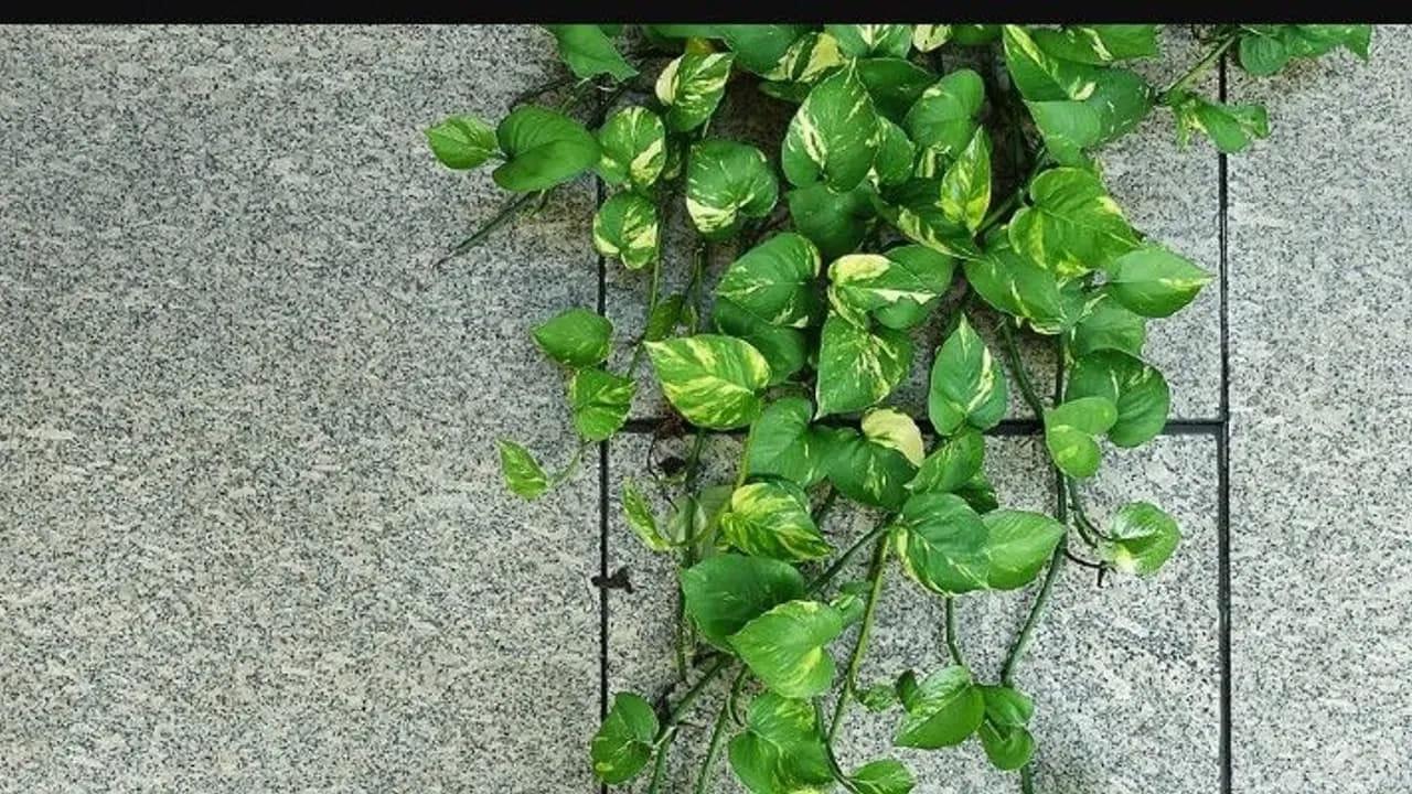 వాస్తు టిప్స్ : మనీ ప్లాంట్ ఇందులో నాటారో.. మీ జీవితం తలకిందులే!