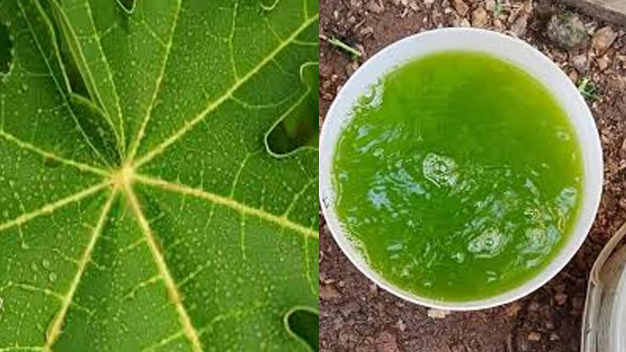 బొప్పాయి ఆకులతో నేచురల్ పెస్టిసైడ్! రూపాయి ఖర్చు లేకుండా పంటలను కాపాడుకోండి ఇలా..