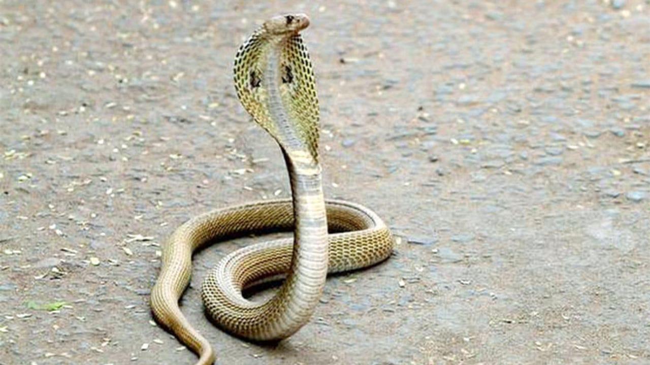 సమ్మర్‌లో పాములు మీ ఇంటి పరిసరాల్లోకి రాకుండా ఉండాలంటే.. జస్ట్ ఇలా చేయండి చాలు