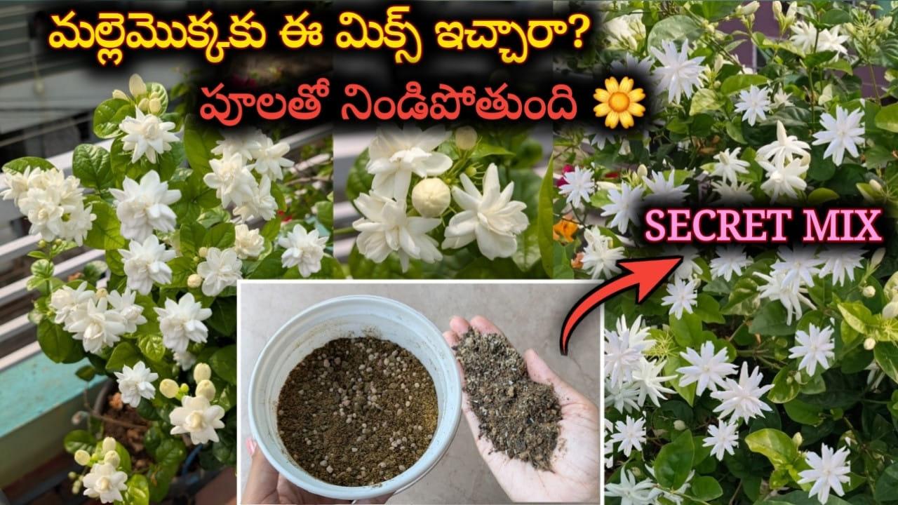 ఇది ఒక్క చెంచాడు వేస్తే చాలు.. మల్లెమొక్క గుత్తులు గుత్తులుగా విరగ పూయాల్సిందే..