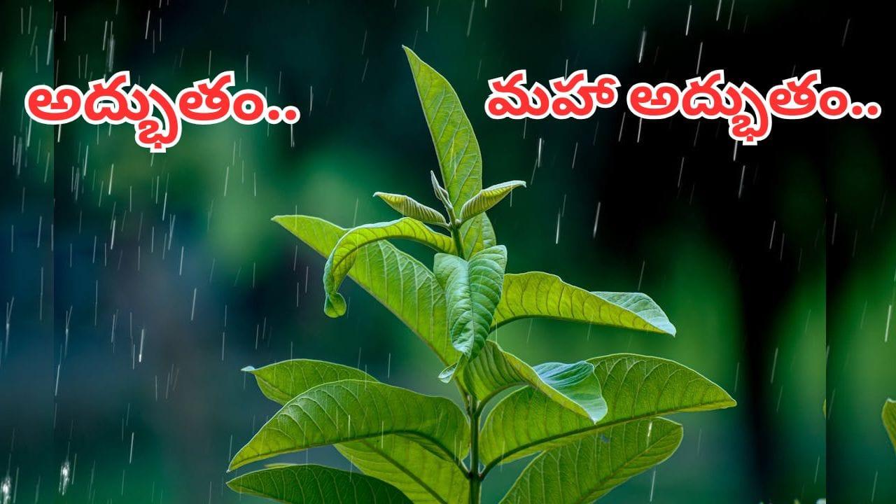ఆకుల్లో అద్భుతం.. డైలీ ఇలా చేశారంటే ఆ సమస్యలన్నీ పరారే.. లాభాలు తెలిస్తే అవాక్కవ్వాల్సిందే