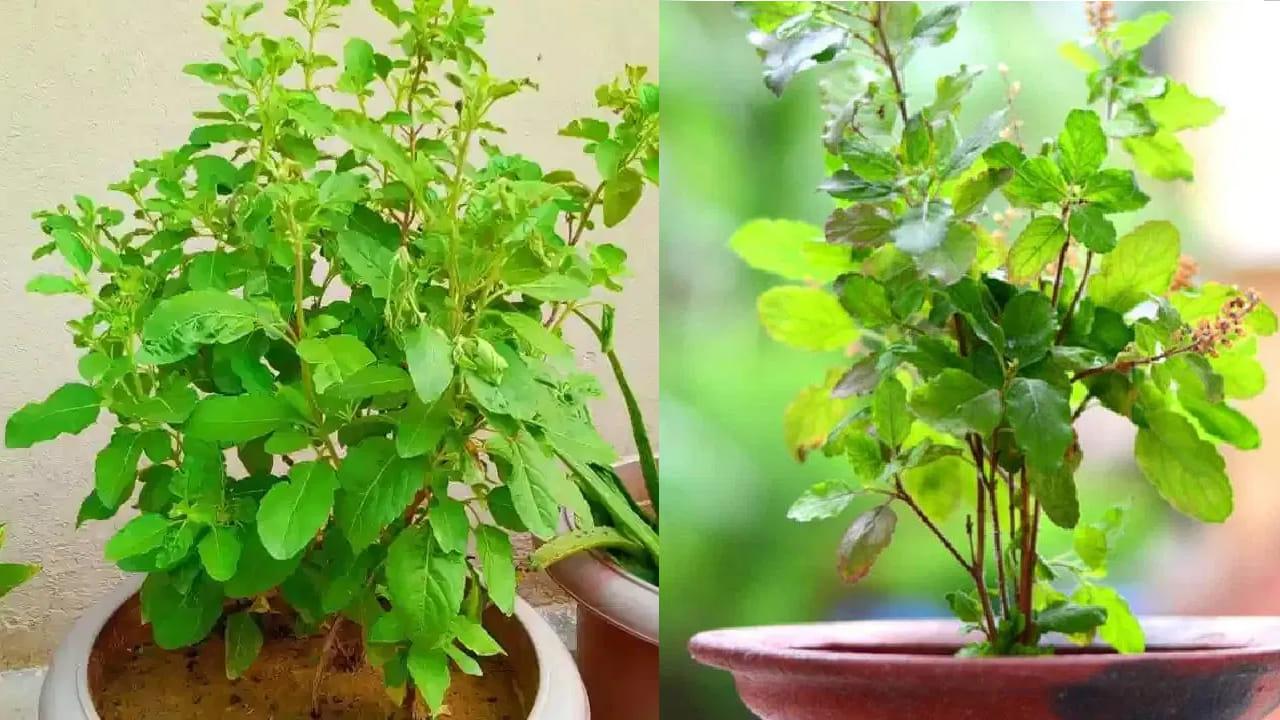 మీ ఇంట్లో తులసి చెట్టు ఉందా.. ఈ విషయాలు తెలిస్తే ఎగిరి గంతేస్తారు..