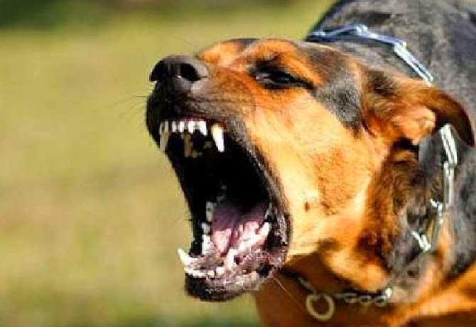 బాలుడిపై వీధి కుక్కల దాడి