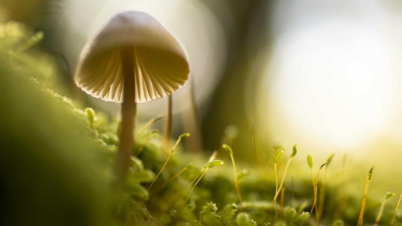 Farooq Reviews Haj Arrangements For AP Pilgrims Via Hyderabad, Bengaluru