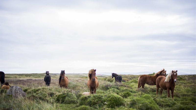 Horticulture crop in 724 acres hit