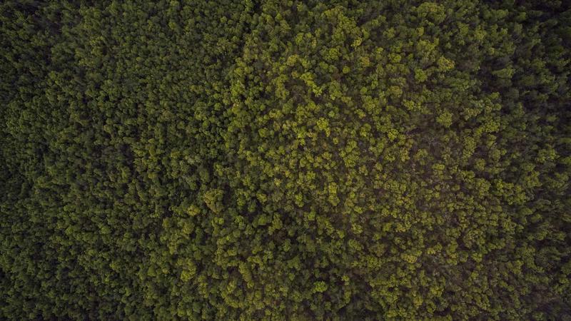 International seminar to commemorate Prof. K.N. Panikkar