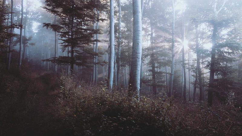 Mamata Accuses BJP of Trying to 'Rig' Bengal Elections