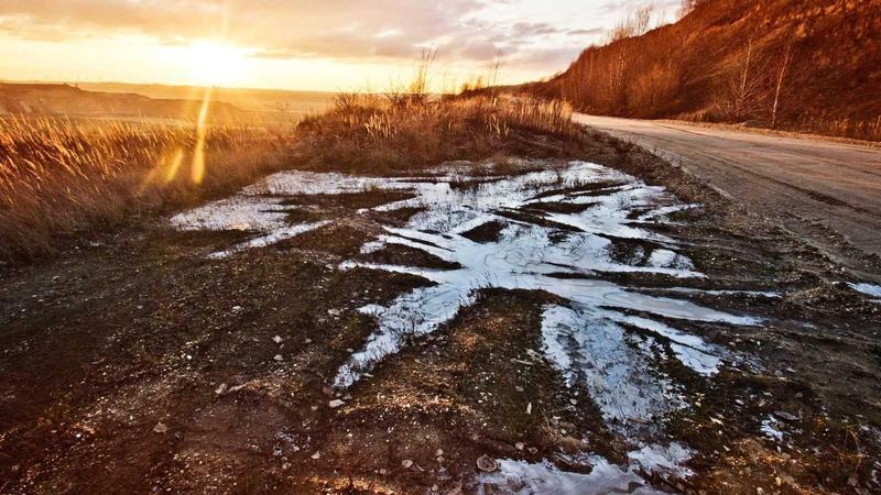 Mass Abandonment of Huskies in Hyderabad; Rescue Teams Save Six Dogs