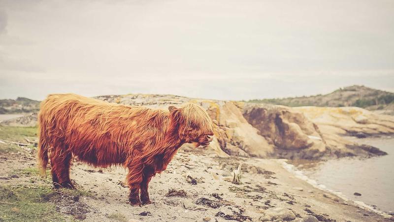 Peddi Prepones to June 4? Ram Charan Fans Elated ?