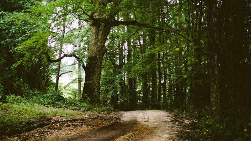 Rewinding the Past, Rewriting the Present