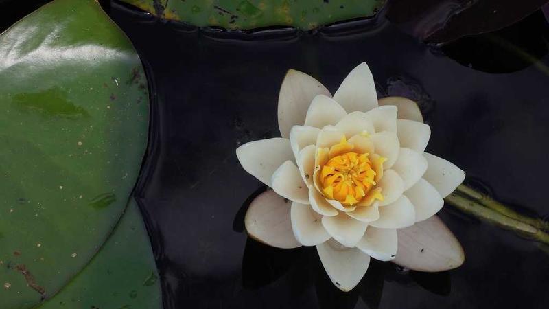 Spencer Pratt launches app to hold elected officials accountable, X post says