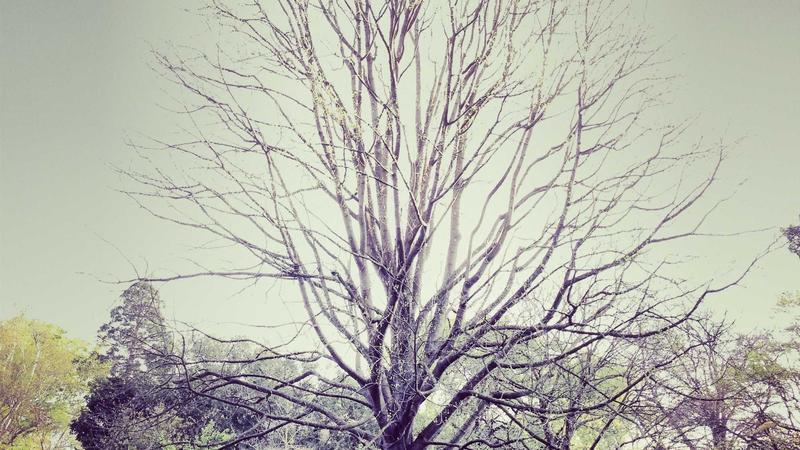 తెలంగాణ బడ్జెట్ సమావేశాలు: మూడు రోజుల ప్రత్యేక సెషన్