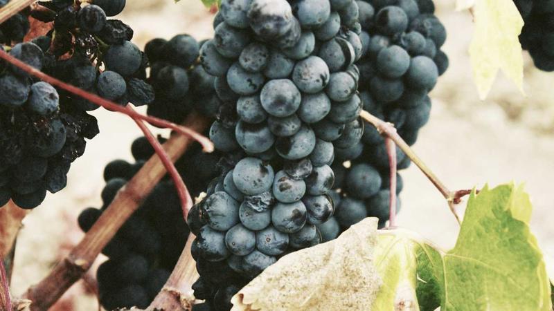 West Bengal Election 2026 Phase 2 Voting LIVE: 90% voter turnout recorded in the state till 3 pm - The Hindu