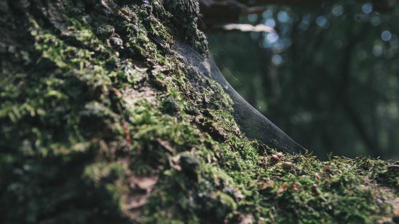 Zurich-Bound Swiss Plane Aborts Take off at Delhi Airport