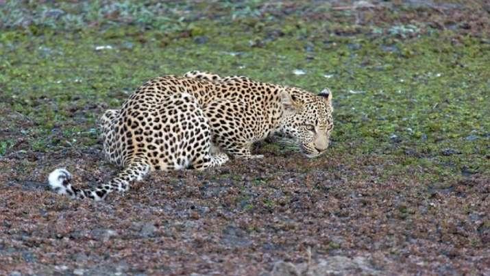 Leopard Sighting Triggers Panic in Bengaluru's Bharat Nagar, Forest Teams Launch Search