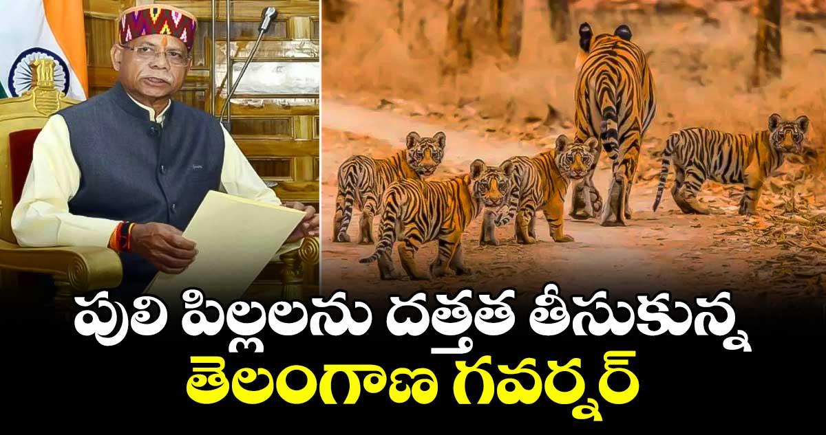 పులి పిల్లలను దత్తత తీసుకున్న తెలంగాణ గవర్నర్