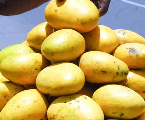 Mango Season Starts Well; Prices And Procurement Concerns Remain