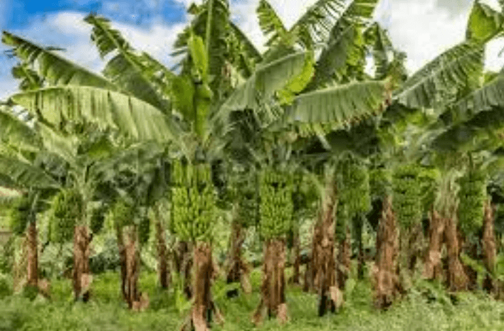 Gale Winds Flatten Banana Crop; Kadapa Farmers Seek Relief