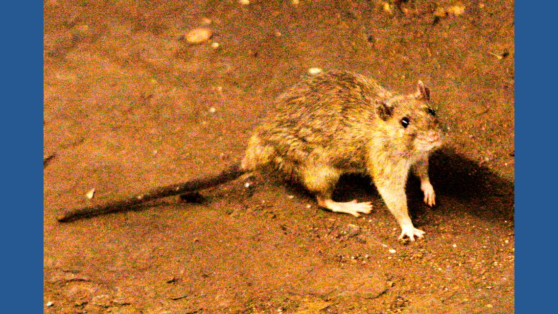 A Suspected Outbreak Of The Hantavirus On A Cruise In The Atlantic Kills 3 People