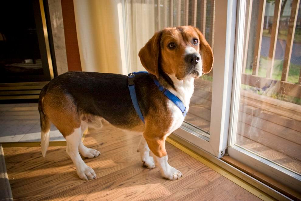 1,500 Beagles Will Get New Lives, Warm Laps After Release From Research Facility