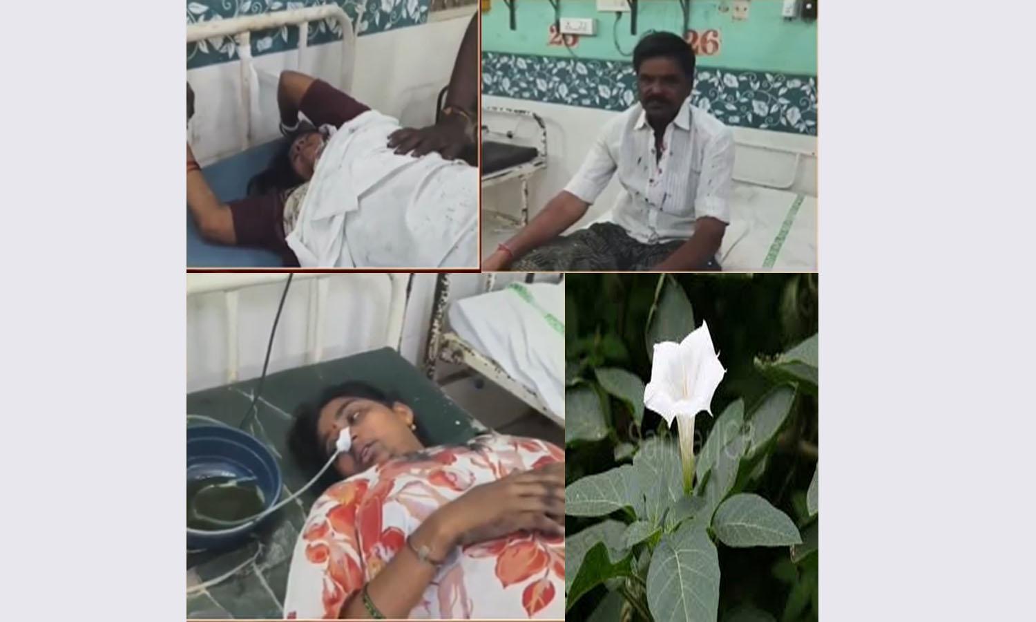 Kakinada: Family Hospitalised After Eating Datura Flower Dal Seen On Reel