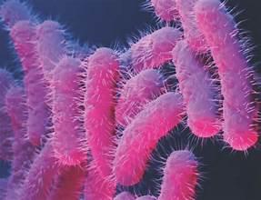 Seven-year-old Child Dies of Shigella In Kerala