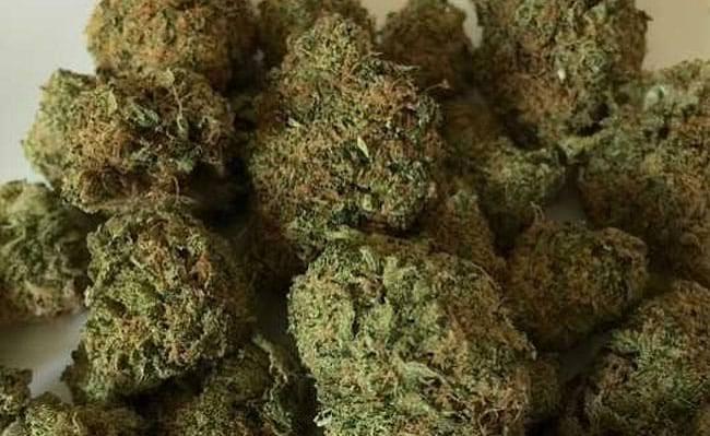 BRS MLC’s Son Tests Positive For Ganja