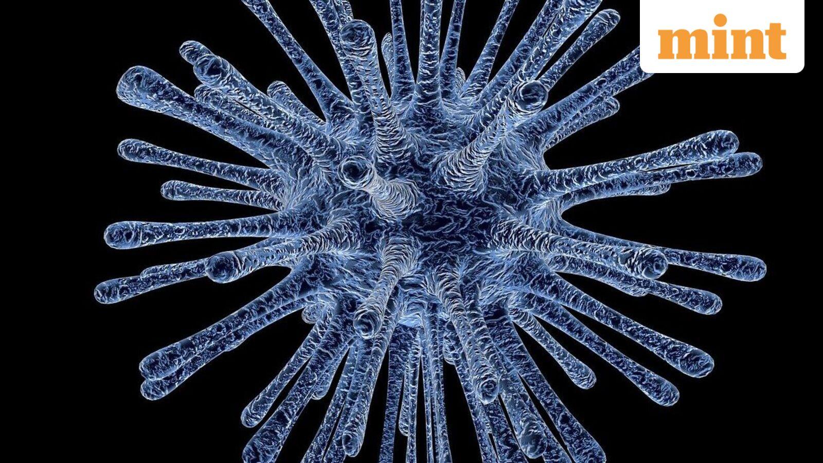 Viral ‘2026: Hantavirus’ tweet from 2022 leaves internet spooked as WHO probes rare outbreak