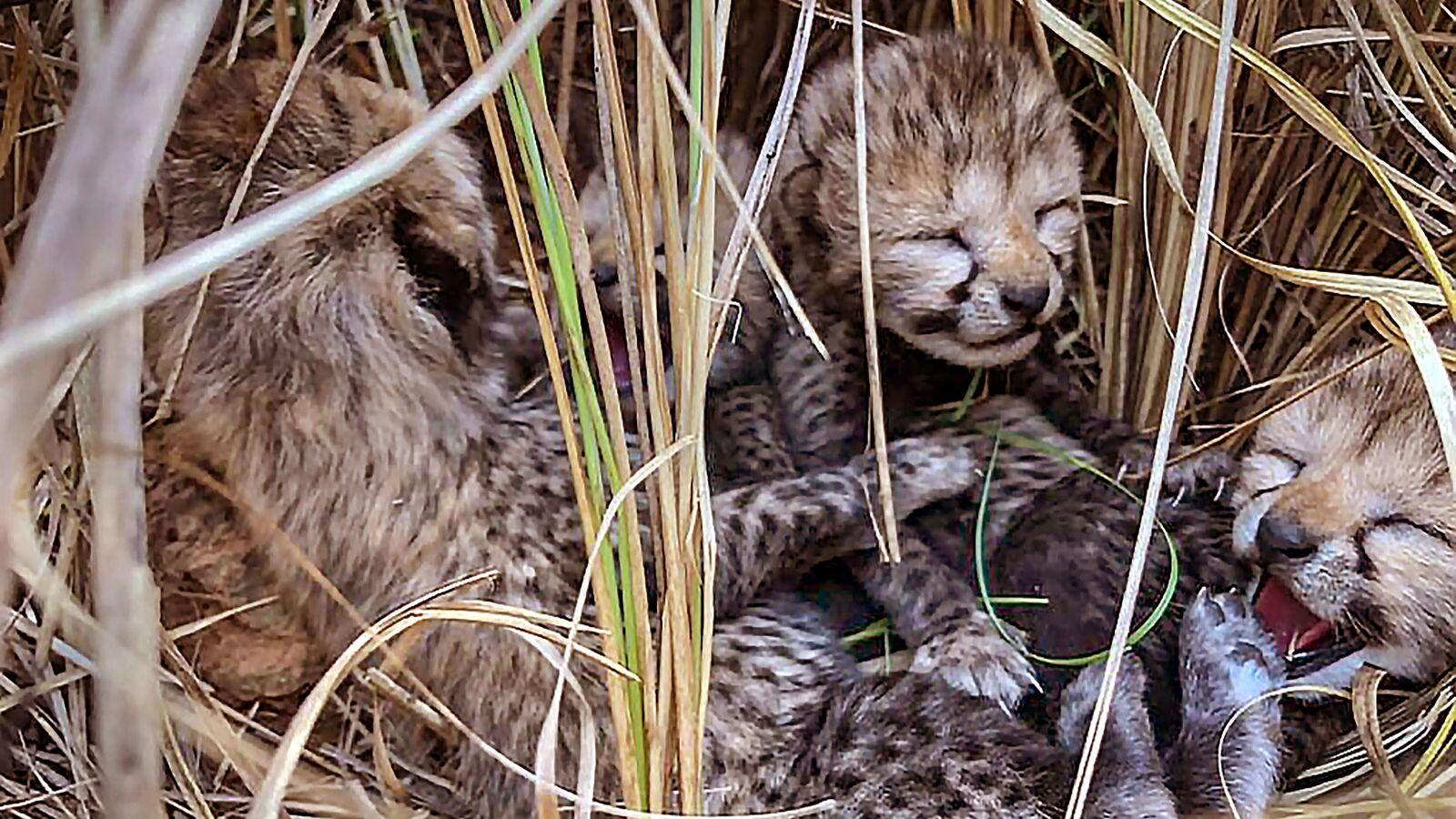 Four Cheetah cubs found dead in MP's Kuno National Park