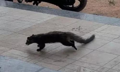 బెజ్జంకిలో వింత జంతువు ప్రత్యక్షం