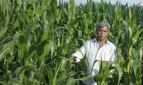 సంక్షోభంలో మొక్కజొన్న రైతు