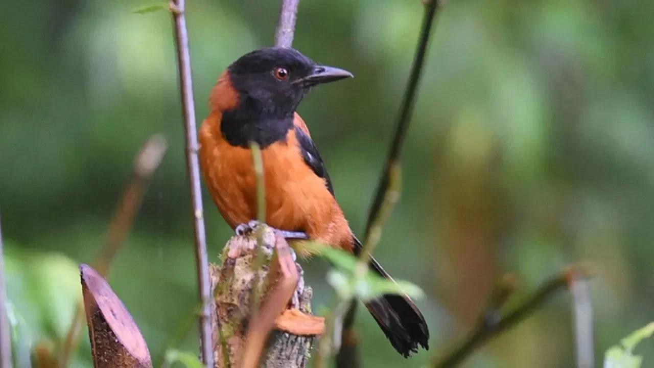 World’s Most Poisonous Bird.. Even Touching It Can Be Dangerous!