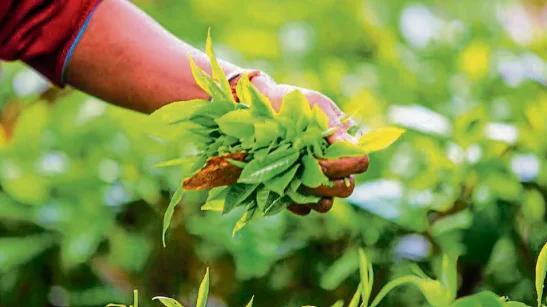 India’s Matcha Moment: How the Country Is Growing Its Own Green Tea Powder