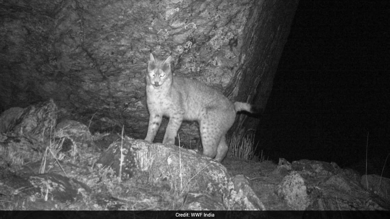 Eurasian Lynx, Palla's Cat: Elusive Wildlife Species Captured In Sikkim