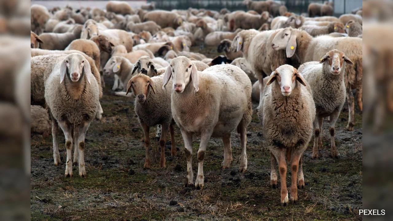 Kashmir Faces Mutton Crisis Amid Wedding Season Over Punjab 'Transit Fee' Row